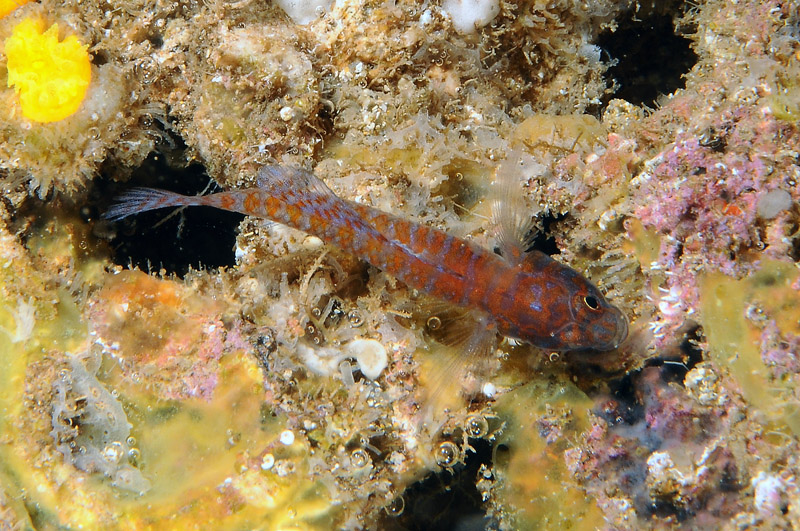 Corcyrogobius liechtensteini - Minorca 29-05-2012